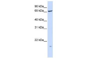 Western Blotting (WB) image for anti-Phosphatidylinositol Glycan T (PIGT) antibody (ABIN2459078) (PIGT 抗体)