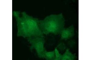 Anti-MOBKL2B mouse monoclonal antibody (ABIN2453316) immunofluorescent staining of COS7 cells transiently transfected by pCMV6-ENTRY MOBKL2B (RC205977). (MOBKL2B 抗体)