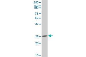 GZMH MaxPab polyclonal antibody. (GZMH 抗体  (AA 1-246))