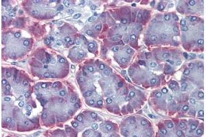Human Pancreas (formalin-fixed, paraffin-embedded) stained with IMPDH1 antibody ABIN462258 followed by biotinylated goat anti-rabbit IgG secondary antibody ABIN481713, alkaline phosphatase-streptavidin and chromogen. (IMPDH1 抗体  (AA 254-303))