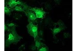 Anti-FAM40A mouse monoclonal antibody (ABIN2454140) immunofluorescent staining of COS7 cells transiently transfected by pCMV6-ENTRY FAM40A (RC210537). (STRIP1 抗体)