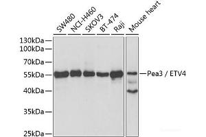 Western blot analysis of extracts of various cell lines using Pea3 / ETV4 Polyclonal Antibody at dilution of 1:1000. (ETV4 抗体)