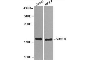 Western blot analysis of extracts of various cell lines, using SUMO4 antibody (ABIN5971586) at 1:800 dilution. (SUMO4 抗体)