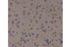 Used in DAB staining on fromalin fixed paraffin- embedded Kidney tissue (SAG 抗体  (AA 4-249))