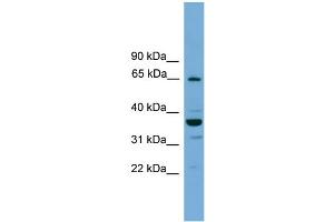 WB Suggested Anti-TH1L  Antibody Titration: 0. (TH1-Like 抗体  (N-Term))