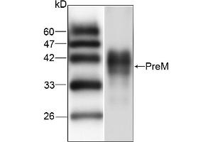Western blot analysis of recombinant protein JEV PreM, using JEV PreM antibody (1/1000 dilution). (Japanese Encephalitis Virus PreM (JEV PreM) 抗体)
