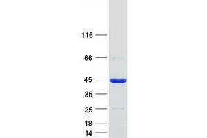 Western Blotting (WB) image for POU Class 6 Homeobox 1 (POU6F1) (Transcript Variant 1) protein (Myc-DYKDDDDK Tag) (ABIN2729402)