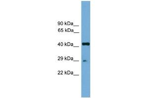 WB Suggested Anti-Rfxap Antibody Titration:  0. (RFXAP 抗体  (Middle Region))