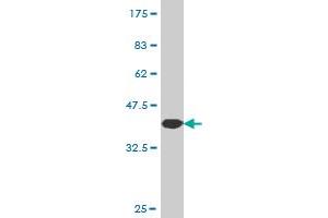 Western Blot detection against Immunogen (37. (NEK5 抗体  (AA 601-708))