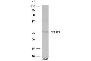 Western Blotting (WB) image for anti-Ras Association (RalGDS/AF-6) Domain Family Member 3 (RASSF3) (AA 51-150) antibody (ABIN762101)