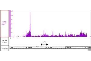 N-Myc antibody (pAb) tested by ChIP-Seq Chromatin immunoprecipitation (ChIP) was performed using the ChIP-IT High Sensitivity Kit with 200 μg of chromatin from human cell line chromatin and 20 μg N-Myc antibody. (MYCN 抗体  (C-Term))