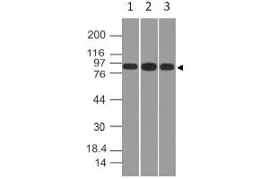Image no. 1 for anti-Villin 1 (VIL1) (AA 108-322) antibody (ABIN5027631) (Villin 1 抗体  (AA 108-322))