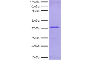 Protein Gel Data: CUTANA™ pAG-MNase (1 μg) was resolved via SDS-PAGE and stained with Coomassie blue.
