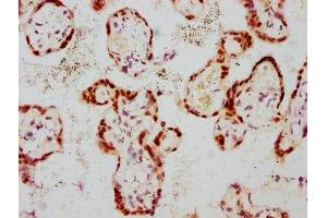 IHC image of ABIN7127695 diluted at 1:100 and staining in paraffin-embedded human placenta tissue performed on a Leica BondTM system. (Recombinant GATA3 抗体  (pSer308))
