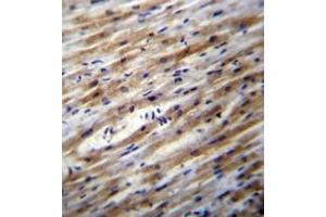 Immunohistochemistry analysis in formalin fixed and paraffin embedded human heart tissue reacted with POFUT1 Antibody (C-term) Cat-No AP53375PU-N, which was peroxidase conjugated to the secondary antibody and followed by DAB staining. (POFUT1 抗体  (C-Term))