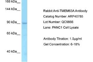 Western Blotting (WB) image for anti-Transmembrane Protein 63A (TMEM63A) (C-Term) antibody (ABIN2779067) (TMEM63A 抗体  (C-Term))
