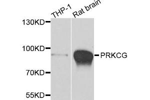 Western blot analysis of extracts of various cell lines, using PRKCG antibody (ABIN5995402) at 1/500 dilution. (PKC gamma 抗体)