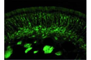 Image no. 3 for anti-Collapsing-Response Mediator Protein 2 (CRMP-2) (C-Term) antibody (ABIN347037) (Collapsing-Response Mediator Protein 2 (CRMP-2) (C-Term) 抗体)