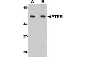 Western Blotting (WB) image for anti-Phosphotriesterase Related (PTER) (C-Term) antibody (ABIN1030607) (PTER 抗体  (C-Term))