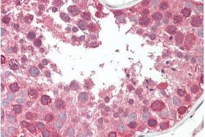 ABIN308445 (5µg/ml) staining of paraffin embedded Human Testis.