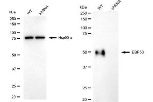 Western blotting analysis using EBP50 antibody (ABIN7800401).