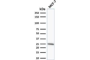 Western Blot Analysis of human MCF-7 cell lysate using Bcl-2 Mouse Monoclonal Antibody (SPM530). (Bcl-2 抗体  (AA 41-54))