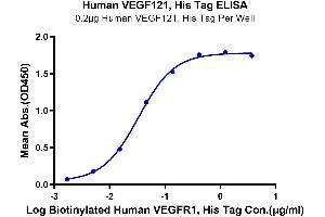 ELISA image for Vascular Endothelial Cell Growth Factor 121 (VEGF121) (AA 27-147) protein (His-Avi Tag) (ABIN7275825)