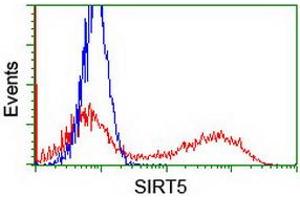 Image no. 2 for anti-Sirtuin 5 (SIRT5) antibody (ABIN1500928) (SIRT5 抗体)