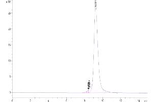 Size-exclusion chromatography-High Pressure Liquid Chromatography (SEC-HPLC) image for Receptor tyrosine-protein kinase erbB-2 (ErbB2/Her2) (AA 489-630) protein (His-Avi Tag,Biotin) (ABIN7274804)
