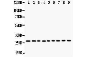 Western Blotting (WB) image for anti-Kallikrein 6 (KLK6) (AA 227-244), (C-Term) antibody (ABIN3044157) (Kallikrein 6 抗体  (C-Term))