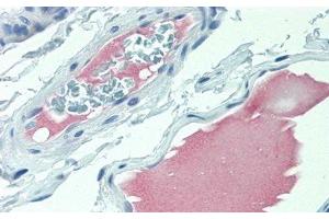 Immunohistochemistry (IHC) image for anti-Angiotensinogen (serpin Peptidase Inhibitor, Clade A, Member 8) (AGT) antibody (ABIN7437461)