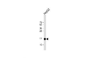 Western Blot at 1:4000 dilution + HepG2 whole cell lysate Lysates/proteins at 20 ug per lane. (MGST1 抗体  (AA 40-71))