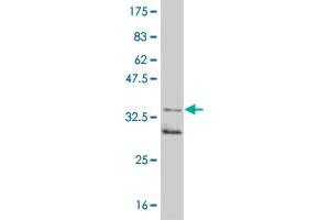 Western Blot detection against Immunogen (35. (MAPKAP Kinase 2 抗体  (AA 266-352))