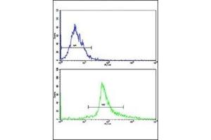Flow cytometric analysis of HepG2 cells using Bax antibody (green) compared to a negative control cell (blue). (BAX 抗体  (AA 41-76))