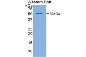Western blot analysis of the recombinant protein. (Angiopoietin 4 抗体  (AA 305-503))