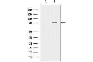 Western blot analysis of lysates from Rat heart, using NRXN3 Antibody.