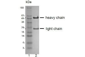 SDS-PAGE analysis of purified QV-6A8-S3 monoclonal antibody. (CD81 抗体)