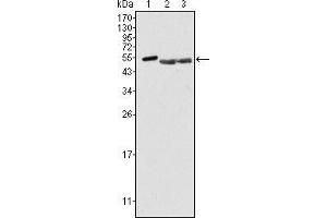 Western blot analysis using PTK6 mouse mAb against Hela (1), A549 (2) and MCF-7 (3) cell lysate.