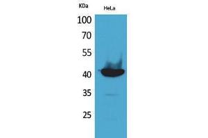 Western Blotting (WB) image for anti-Peptidylprolyl Isomerase D (PPID) (C-Term) antibody (ABIN3178175) (PPID 抗体  (C-Term))
