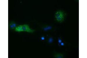 Anti-SULT2A1 mouse monoclonal antibody (ABIN2453696) immunofluorescent staining of COS7 cells transiently transfected by pCMV6-ENTRY SULT2A1 (RC204737). (SULT2A1 抗体)