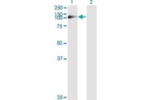 Western Blot analysis of WWP1 expression in transfected 293T cell line by WWP1 monoclonal antibody (M01A), clone 1A7.