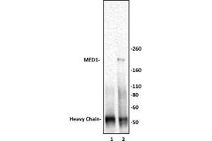 MED1 antibody (pAb) tested by Immunoprecipitation. (MED1 抗体  (C-Term))