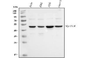 Western blot analysis of CCNE1 using anti-CCNE1 antibody (ABIN7601194).