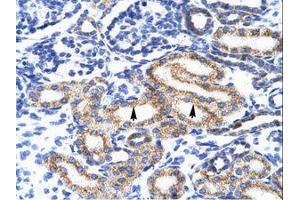 Image no. 1 for anti-Meis Homeobox 2 (MEIS2) (AA 50-99) antibody (ABIN202623) (MEIS2 抗体  (AA 50-99))