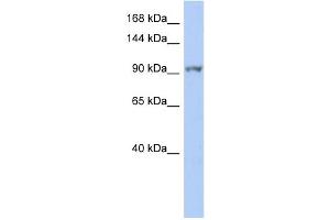 WB Suggested Anti-NEK9 Antibody Titration:  0. (NEK9 抗体  (Middle Region))