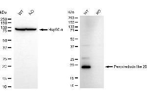 Western blotting analysis using peroxiredoxin like 2B antibody (ABIN7800963). (Recombinant C1orf93 抗体)