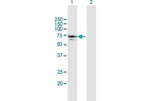 Western Blot analysis of NMT1 expression in transfected 293T cell line by NMT1 MaxPab polyclonal antibody. (NMT1 抗体  (AA 1-496))