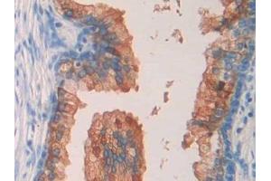 Immunohistochemistry (IHC) image for anti-Septin 5 (SEPT5) (AA 77-323) antibody (ABIN7436156)