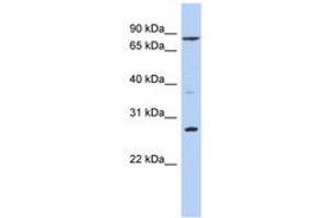 Image no. 1 for anti-Kruppel-Like Factor 12 (KLF12) (AA 51-100) antibody (ABIN6742325) (KLF12 抗体  (AA 51-100))