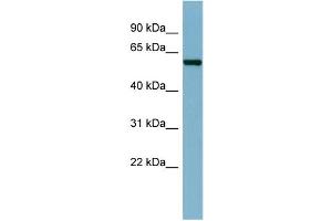 WB Suggested Anti-CAP1  Antibody Titration: 0. (CAP1 抗体  (N-Term))